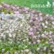 بذور الجيبسوفيلا - لونين - Gypsophila بذور الجيبسوفيلا - لونين - Gypsophila