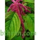 بذور زهور الأمارنتس-Amaranthus Caudatus