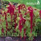 بذور زهور الأمارنتس-Amaranthus Caudatus