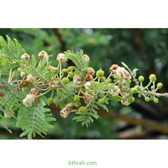 بذور شجرة الطلح النجدي - Acacia gerrardii بذور شجرة الطلح النجدي - Acacia gerrardii