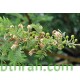 بذور شجرة الطلح النجدي - Acacia gerrardii بذور شجرة الطلح النجدي - Acacia gerrardii