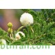 بذور شجرة الطلح النجدي - Acacia gerrardii بذور شجرة الطلح النجدي - Acacia gerrardii