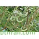 بذور شجرة الطلح النجدي - Acacia gerrardii بذور شجرة الطلح النجدي - Acacia gerrardii