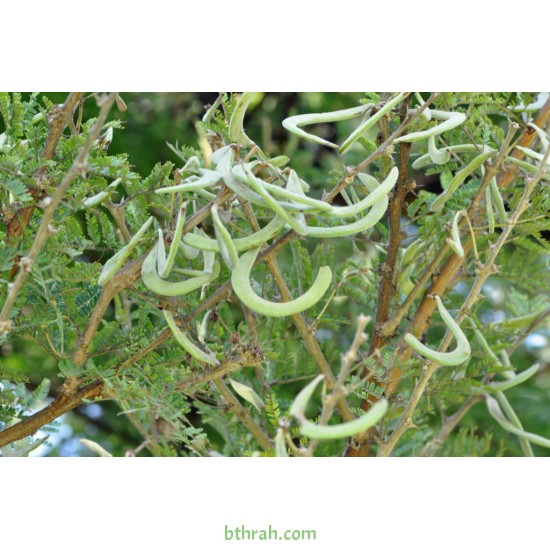 بذور شجرة الطلح النجدي - Acacia gerrardii بذور شجرة الطلح النجدي - Acacia gerrardii