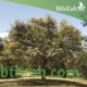 بذور شجرة الطلح النجدي - Acacia gerrardii