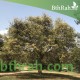 بذور شجرة الطلح النجدي - Acacia gerrardii بذور شجرة الطلح النجدي - Acacia gerrardii