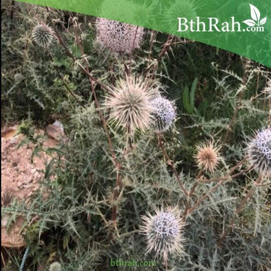 بذور نبات شوك الجمل Echinops spinosissimus بذور نبات شوك الجمل Echinops spinosissimus
