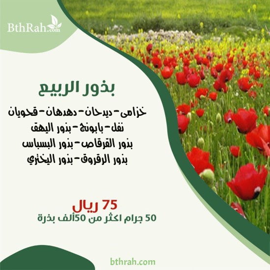 بذور الربيع 