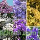 بذور العويذران MIX-Limonium sinuatum