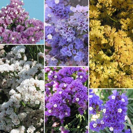 بذور العويذران MIX-Limonium sinuatum بذور العويذران MIX-Limonium sinuatum