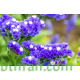 بذور العويذران MIX-Limonium sinuatum