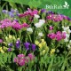 بذور العويذران MIX-Limonium sinuatum
