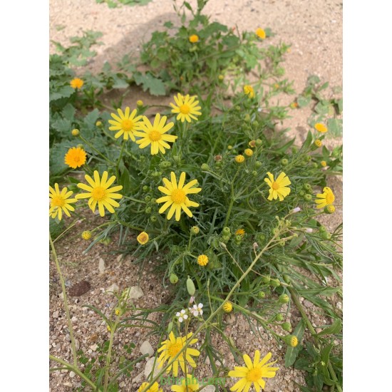 بذور عشبة الجرجار-Senecio glaucus