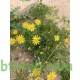 بذور عشبة الجرجار-Senecio glaucus بذور عشبة الجرجار-Senecio glaucus