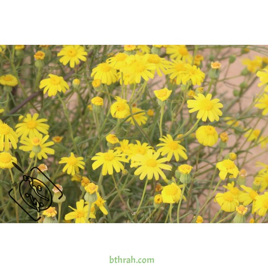 بذور عشبة الجرجار-Senecio glaucus بذور عشبة الجرجار-Senecio glaucus