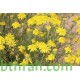 بذور عشبة الجرجار-Senecio glaucus بذور عشبة الجرجار-Senecio glaucus