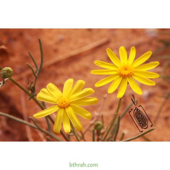 بذور عشبة الجرجار-Senecio glaucus بذور عشبة الجرجار-Senecio glaucus