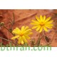 بذور عشبة الجرجار-Senecio glaucus بذور عشبة الجرجار-Senecio glaucus