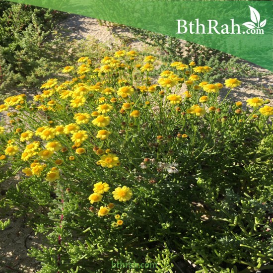 بذور عشبة الجرجار-Senecio glaucus بذور عشبة الجرجار-Senecio glaucus