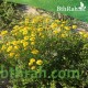 بذور عشبة الجرجار-Senecio glaucus بذور عشبة الجرجار-Senecio glaucus