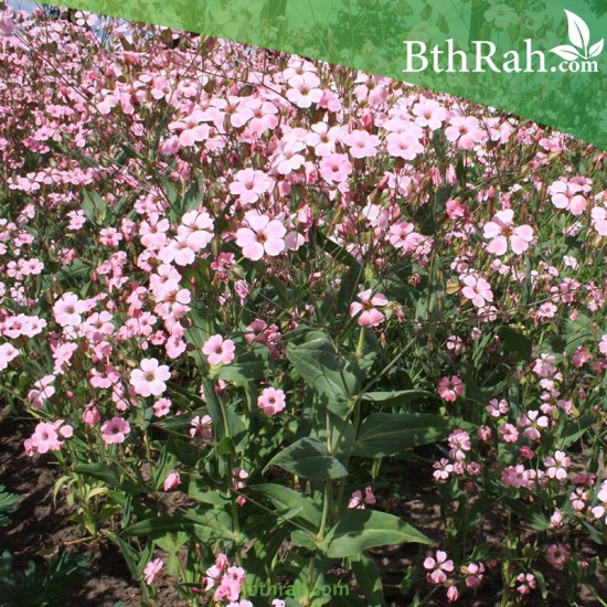 بذور الدهدهان Vaccaria Hispanica