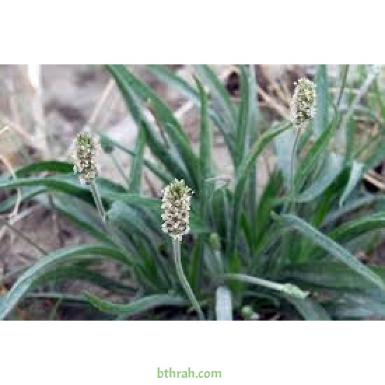 بذور عشبة الربلة - Plantago ovata