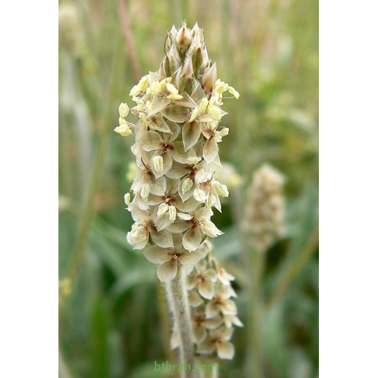 بذور عشبة الربلة - Plantago amplexicaulis بذور عشبة الربلة - Plantago amplexicaulis