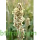 بذور عشبة الربلة - Plantago amplexicaulis بذور عشبة الربلة - Plantago amplexicaulis