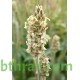 بذور عشبة الربلة - Plantago ovata بذور عشبة الربلة - Plantago ovata
