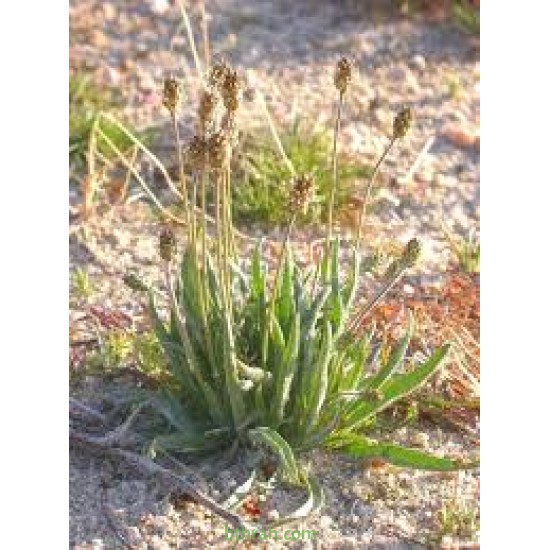 بذور عشبة الربلة - Plantago amplexicaulis بذور عشبة الربلة - Plantago amplexicaulis