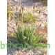 بذور عشبة الربلة - Plantago amplexicaulis بذور عشبة الربلة - Plantago amplexicaulis