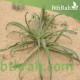 بذور عشبة الربلة - Plantago amplexicaulis بذور عشبة الربلة - Plantago amplexicaulis
