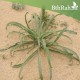بذور عشبة الربلة - Plantago amplexicaulis بذور عشبة الربلة - Plantago amplexicaulis