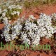 بذور عشبة التربة (تربة النفود) - Silene villosa
