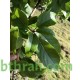 بذور شجرة كورديا بيضاء-cordia megalantha