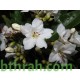 بذور شجرة كورديا بيضاء-cordia megalantha