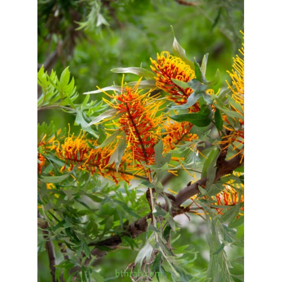 بذور شجرة البلوط الحريري-Grevillea robusta