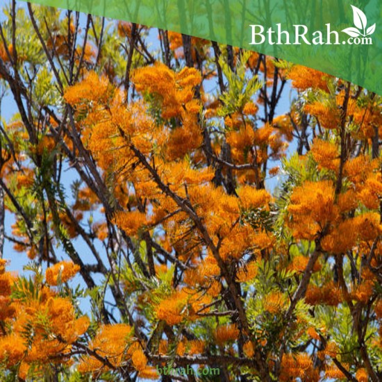 بذور شجرة البلوط الحريري-Grevillea robusta