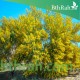 بذور شجرة أكاسيا أوريكو ليفورمس-Acacia auriculiformis