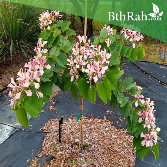 بذور شجرة البوهينيا الوردي-Bauhinia monandra