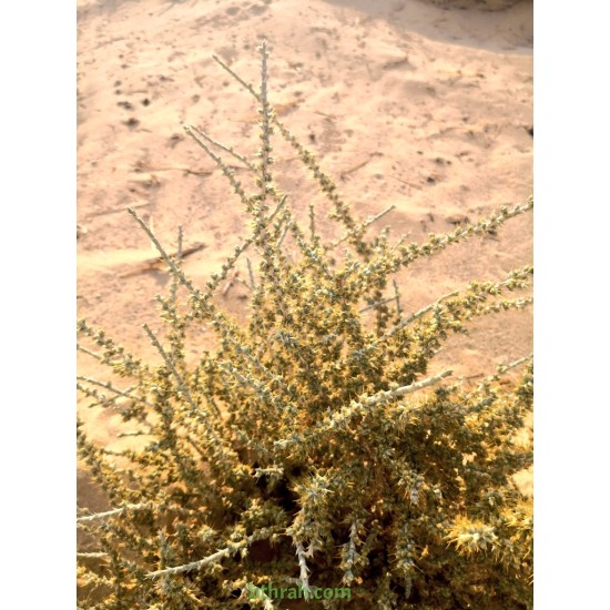 عشبة الحاذ-cornulaca monacantha