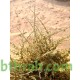 عشبة الحاذ-cornulaca monacantha