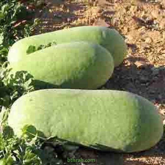 بذور البطيخ-Citrullus lanatus