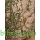 بذور الرقروق المصاحب للكمأة ( الفقع ) Helianthemum بذور الرقروق المصاحب للكمأة ( الفقع ) Helianthemum