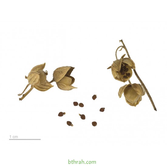 بذور الرقروق المصاحب للكمأة ( الفقع ) Helianthemum بذور الرقروق المصاحب للكمأة ( الفقع ) Helianthemum