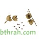 بذور الرقروق المصاحب للكمأة ( الفقع ) Helianthemum بذور الرقروق المصاحب للكمأة ( الفقع ) Helianthemum