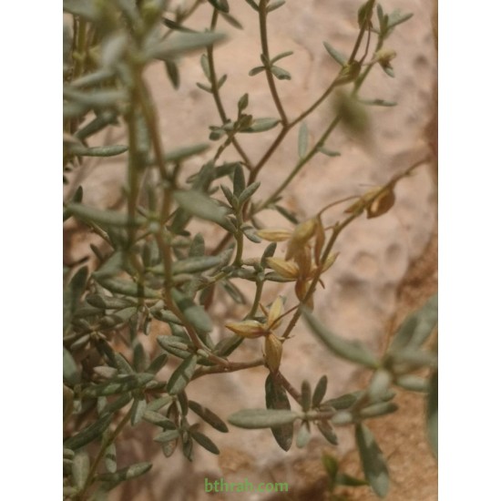 بذور الرقروق المصاحب للكمأة ( الفقع ) Helianthemum