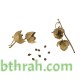بذور الرقروق المصاحب للكمأة ( الفقع ) Helianthemum بذور الرقروق المصاحب للكمأة ( الفقع ) Helianthemum
