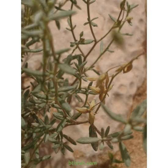بذور الرقروق المصاحب للكمأة ( الفقع ) Helianthemum بذور الرقروق المصاحب للكمأة ( الفقع ) Helianthemum