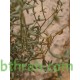 بذور الرقروق المصاحب للكمأة ( الفقع ) Helianthemum بذور الرقروق المصاحب للكمأة ( الفقع ) Helianthemum
